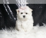 Puppy Pearl AKC Maltese