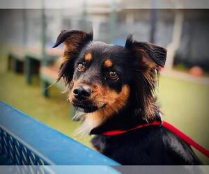 Dachshund-English Cocker Spaniel Mix Dogs for adoption in Orlando, FL, USA