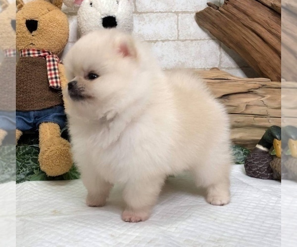 Medium Photo #4 Pomeranian Puppy For Sale in SAN FRANCISCO, CA, USA