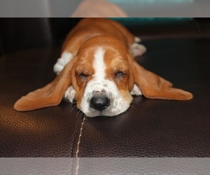 Basset Hound Puppy for sale in CISCO, TX, USA