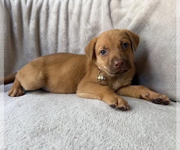 Medium Photo #1 Golden Retriever-Unknown Mix Puppy For Sale in OKLAHOMA CITY, OK, USA