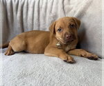 Small Golden Retriever Mix
