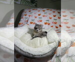 Small Pomeranian
