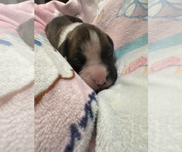 Medium Photo #5 Boxer Puppy For Sale in RALEIGH, NC, USA