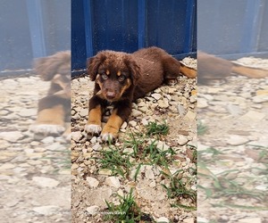 Australian Shepherd Puppy for sale in FLORESVILLE, TX, USA