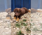 Small Photo #1 Australian Shepherd Puppy For Sale in FLORESVILLE, TX, USA