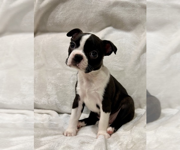 Medium Photo #7 Boston Terrier Puppy For Sale in SNOHOMISH, WA, USA