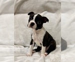 Small Photo #7 Boston Terrier Puppy For Sale in SNOHOMISH, WA, USA