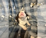 Small Photo #19 Australian Shepherd Puppy For Sale in EUSTIS, FL, USA