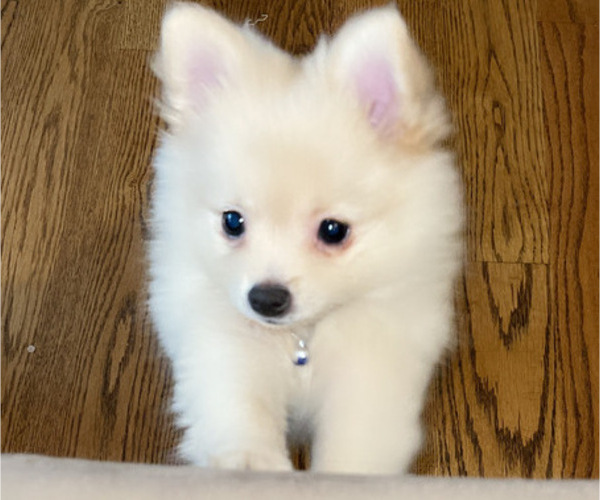 Medium Photo #5 Pomeranian Puppy For Sale in COLUMBIA, MO, USA