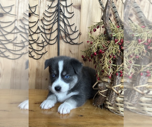 Medium Photo #3 Pomsky Puppy For Sale in STAPLES, MN, USA