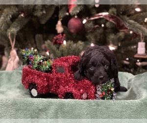 Aussie-Poo-Aussiedoodle Mix Puppy for sale in CONNERSVILLE, IN, USA