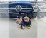 Small #30 French Bulldog
