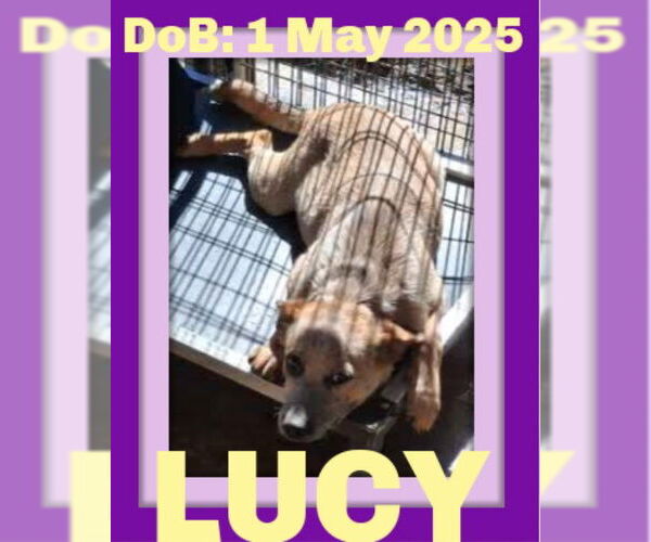 Medium Photo #11 Mutt Puppy For Sale in Sebec, ME, USA