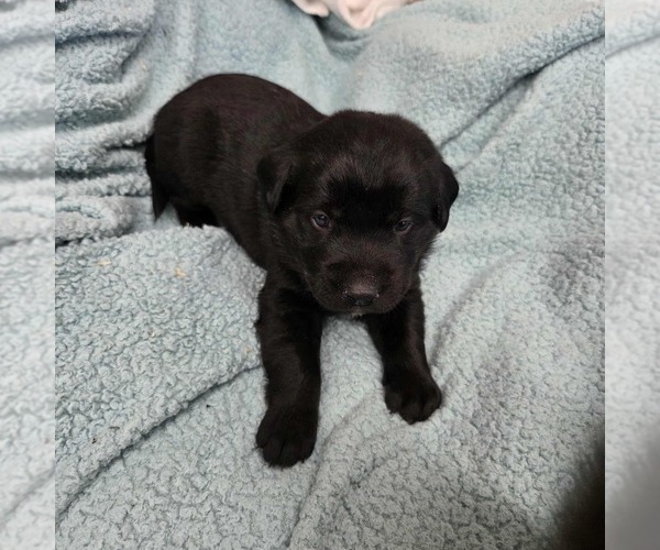 Medium Photo #13 Labrador Retriever Puppy For Sale in HAMILTON, MO, USA