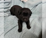 Small #12 Labrador Retriever