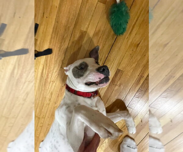 Medium Photo #6 Mutt Puppy For Sale in Minneapolis, MN, USA