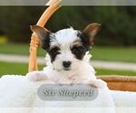 Puppy Shepherd Biewer Terrier