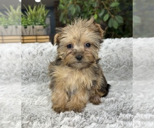 Shorkie Tzu Puppy for sale in GREENFIELD, IN, USA