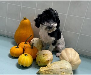 Maltese-Poodle (Toy) Mix Puppy for sale in CLARE, IL, USA