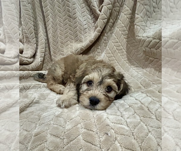 Medium Photo #1 Cockapoo (Miniature) Puppy For Sale in SAN DIEGO, CA, USA