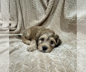 Medium Cockapoo (Miniature)