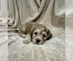 Puppy 1 Cockapoo (Miniature)