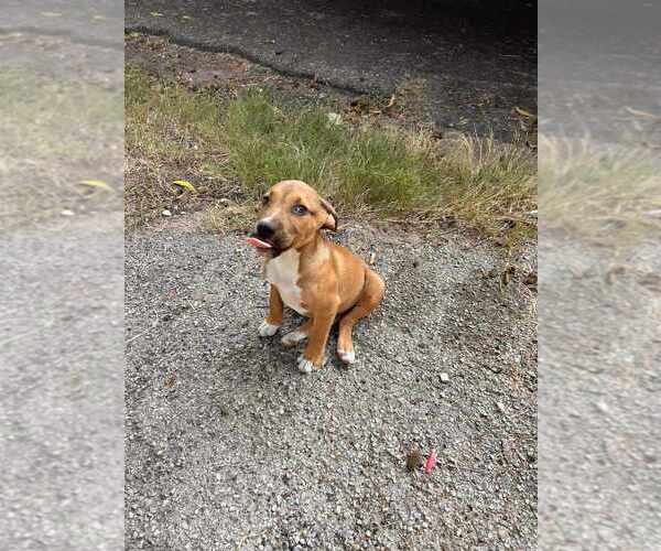 Medium Photo #3 American Pit Bull Terrier-Unknown Mix Puppy For Sale in FRAMINGHAM, MA, USA