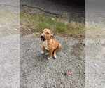 Small #2 American Pit Bull Terrier Mix