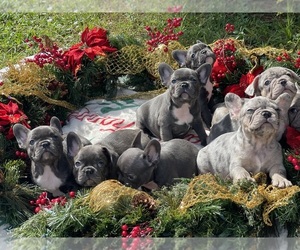 French Bulldog Puppy for sale in LOXAHATCHEE, FL, USA
