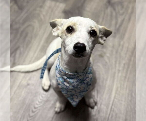 Medium Photo #1 Chiweenie Puppy For Sale in Lakewood, CO, USA