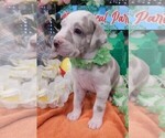 Puppy AKC Sisu Great Dane