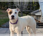 Small #1 American Pit Bull Terrier Mix