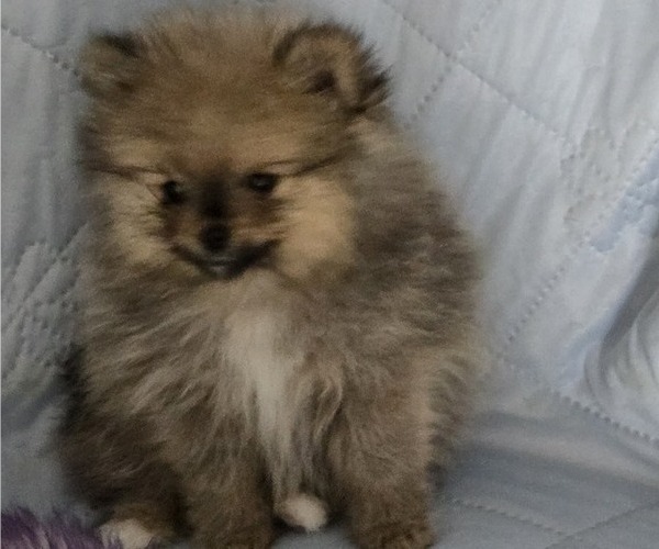 Medium Photo #15 Pomeranian Puppy For Sale in MENIFEE, CA, USA