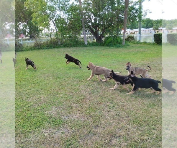Medium Photo #3 German Shepherd Dog Puppy For Sale in LAKELAND, FL, USA