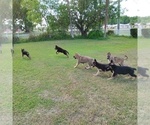 Small #2 German Shepherd Dog