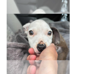 Staffordshire Bull Terrier-Unknown Mix Dogs for adoption in New York, NY, USA
