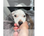 Small Staffordshire Bull Terrier Mix