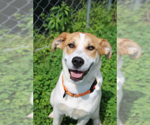 Medium Photo #1 Mutt Puppy For Sale in Evansville, IN, USA