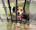 Small #2 Beagle