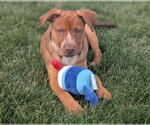 Small Labrador Retriever Mix