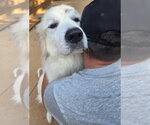 Small #3 Great Pyrenees Mix