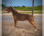 Small #2 Australian Shepherd