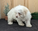 Small #6 Havanese