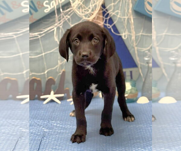 Medium Photo #1 Labrador Retriever-Unknown Mix Puppy For Sale in SHERBURNE, NY, USA