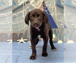 Labrador Retriever-Unknown Mix Dogs for adoption in SHERBURNE, NY, USA