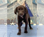 Small Labrador Retriever Mix