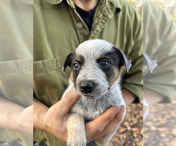 Medium Photo #3 Australian Cattle Dog Puppy For Sale in OREGON HOUSE, CA, USA
