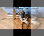 Small Photo #1 German Shepherd Dog Puppy For Sale in LYNCH STATION, VA, USA
