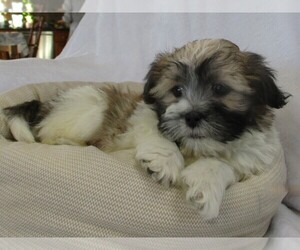 Zuchon Puppy for Sale in THORP, Wisconsin USA